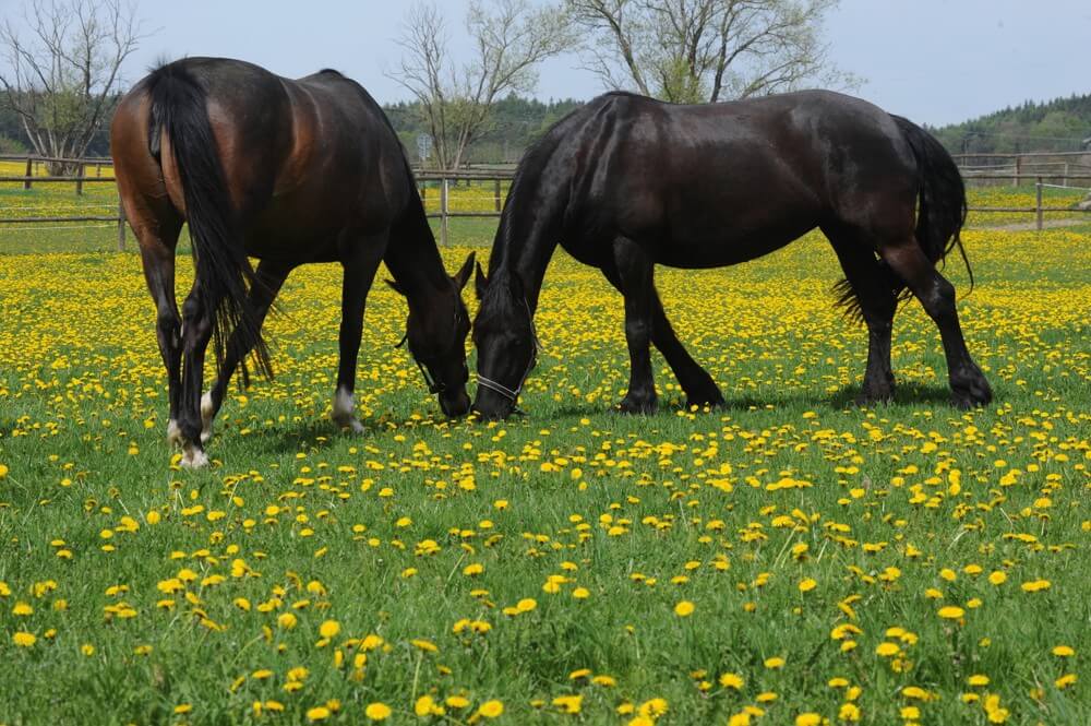 Horses in the Michael Farma venue